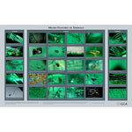Micro-Features of Emerald Chart